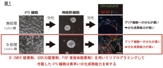 日本iPS細胞研究報告(廿三) 順天堂大學篇：極大提高分化效率的全新技術