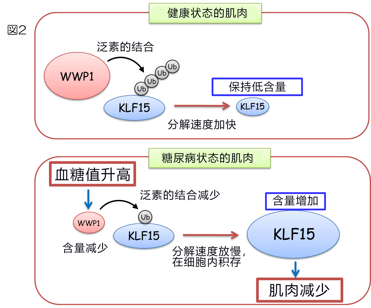 糖尿病患者爲啥會瘦？神戶大學查明糖尿病導致肌肉減量的機制