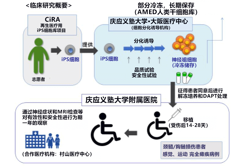 日本iPS細胞研究報告(廿四)慶應大學篇：脊髓傷害臨牀試驗開始