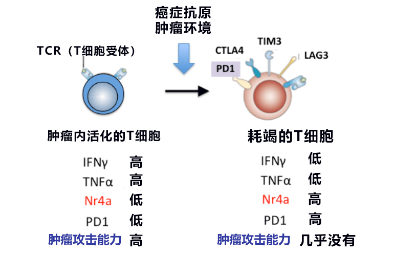 日美研究者發現免疫療法的重要靶基因，有望開發出新型抗癌藥