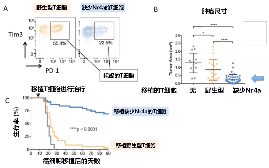 日美研究者發現免疫療法的重要靶基因，有望開發出新型抗癌藥