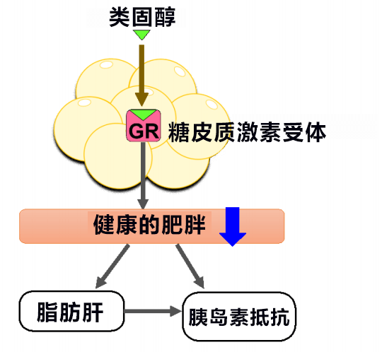 日本查明類固醇引發糖尿病的部分機制