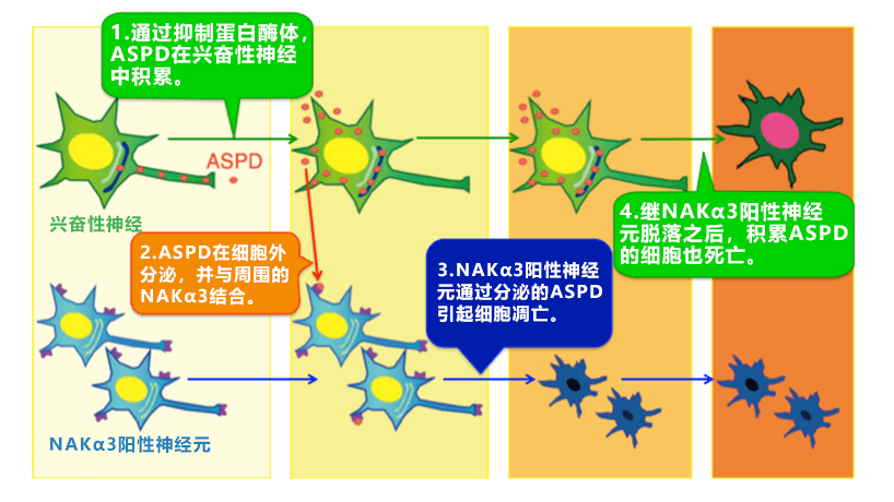 京都大查明阿茲海默症神經毒性物質的形成和傳播機制