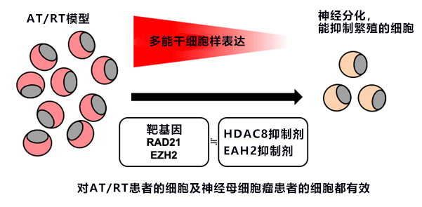 日本京都大學與東京大學利用人源iPS細胞製作腦腫瘤模式，查明兒童腦腫瘤病理