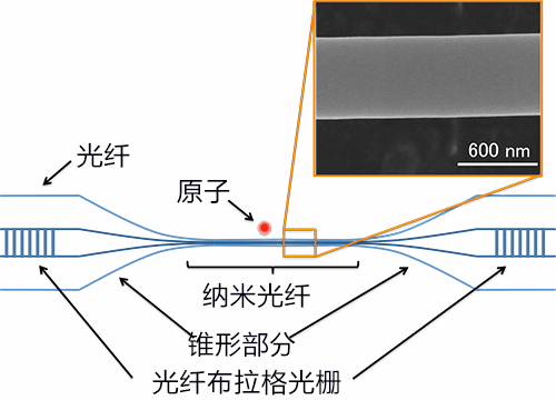 早大利用光纖低損耗高效耦合兩個腔量子電力學系統