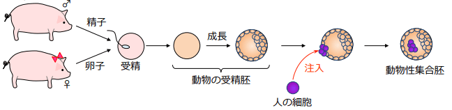 日本放開「人獸嵌合胚」培育，「異種器官移植」成可能