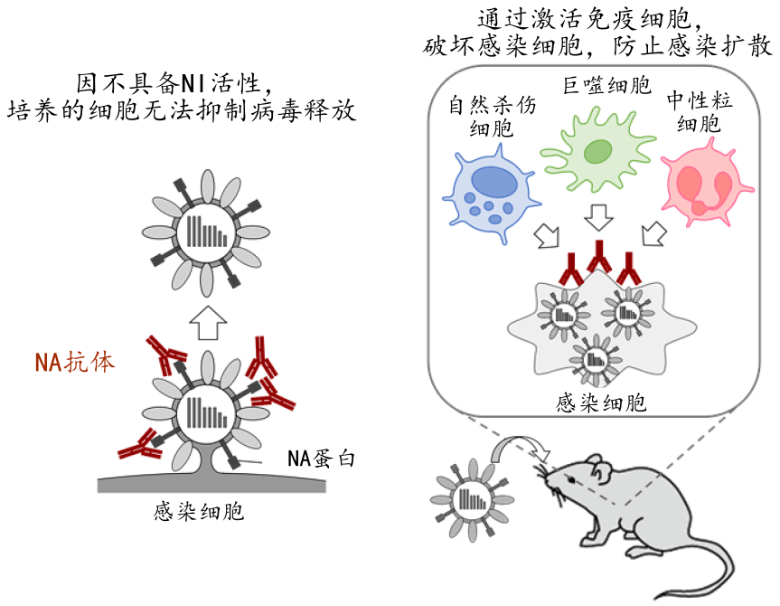 日本查明流感病毒的新抗原性變化