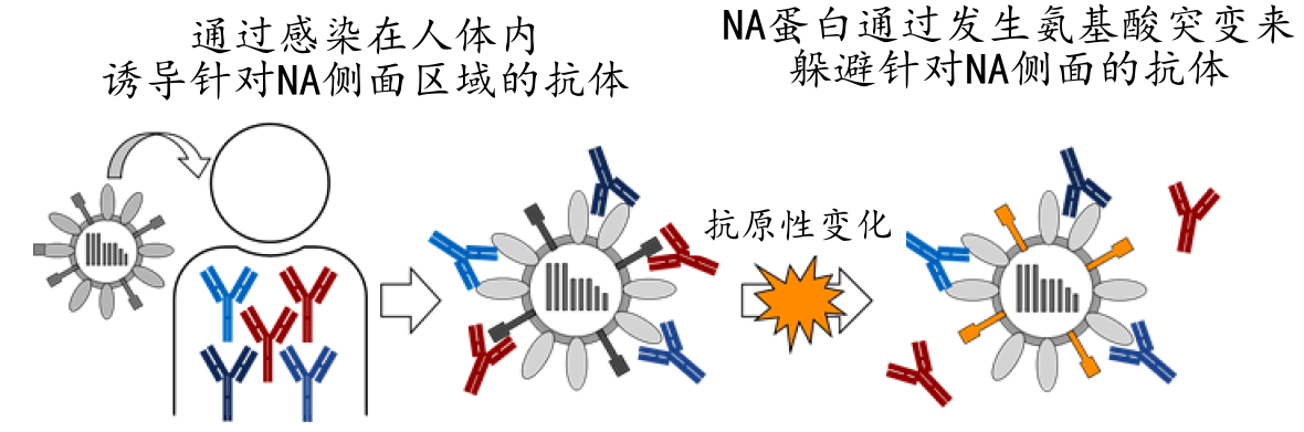 日本查明流感病毒的新抗原性變化