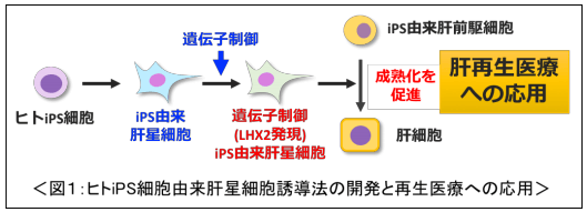 日本iPS細胞研究報告(廿五) 東醫齒大篇：肝星狀細胞製備成功