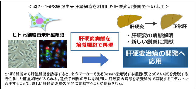 日本iPS細胞研究報告(廿五) 東醫齒大篇：肝星狀細胞製備成功