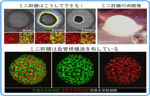 日本iPS細胞研究報告(廿六) 橫濱市大篇：肝芽移植臨牀申請