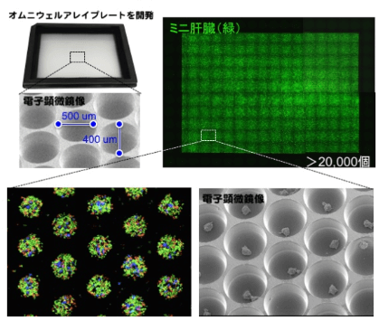 日本iPS細胞研究報告(廿六) 橫濱市大篇：肝芽移植臨牀申請