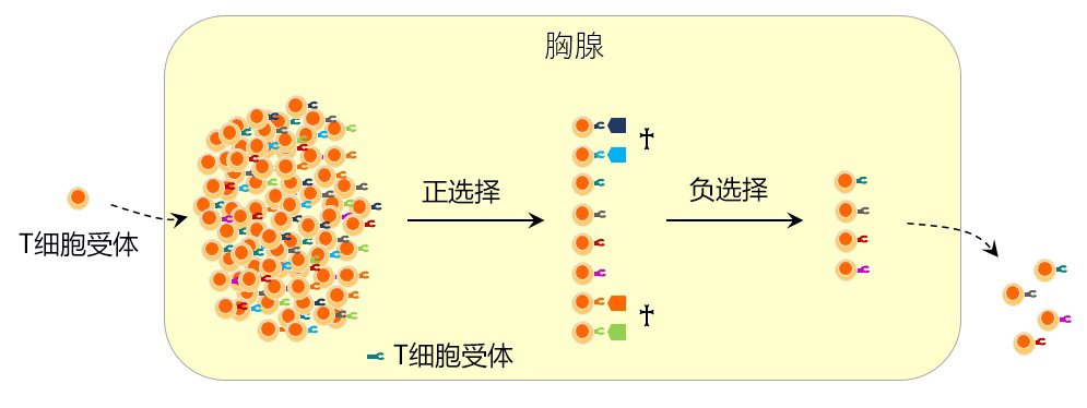 日歐研究者全球首次確定與免疫耐受有關的細胞