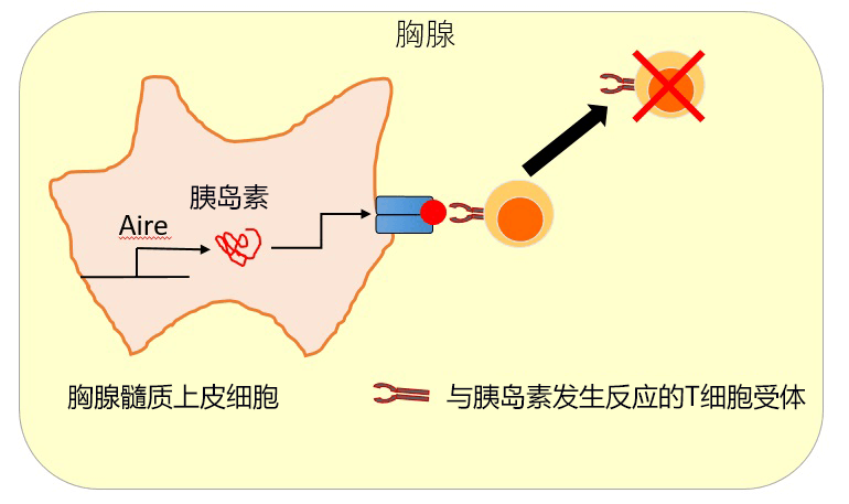 日歐研究者全球首次確定與免疫耐受有關的細胞