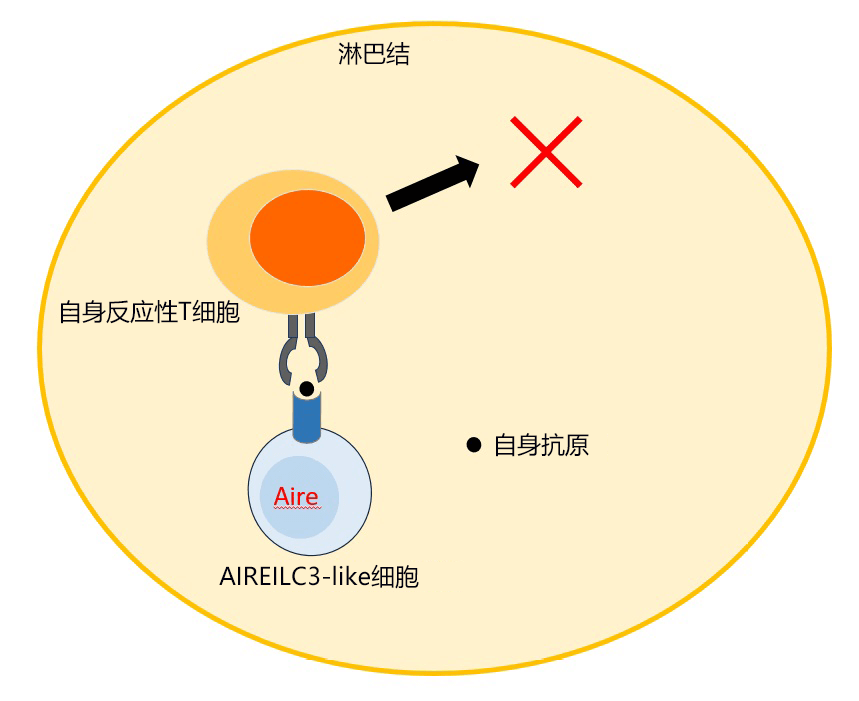 日歐研究者全球首次確定與免疫耐受有關的細胞