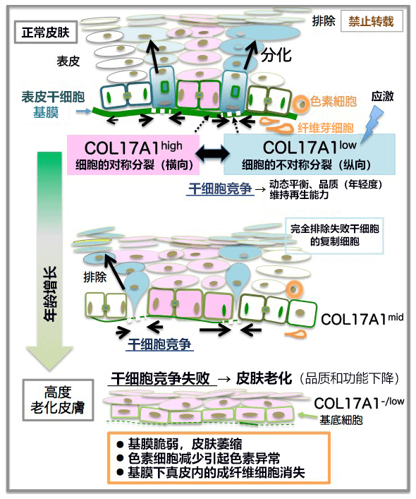 日本查明皮膚年輕和老化的機制