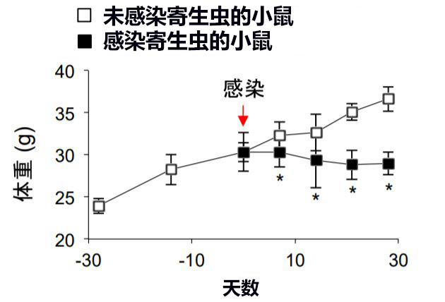 全球首次科學證明寄生蟲有減肥效果