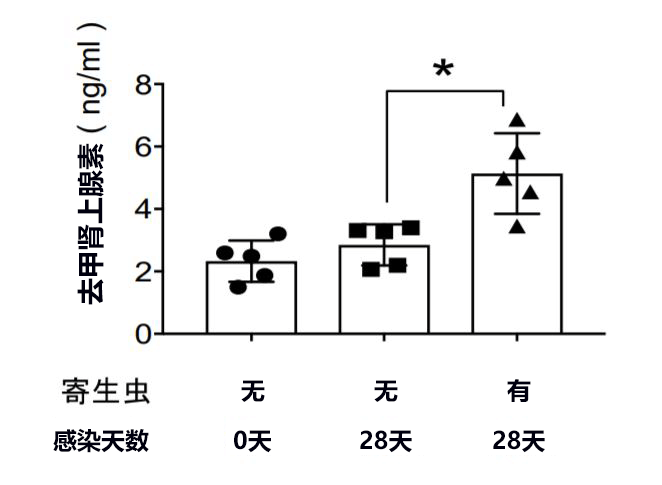 全球首次科學證明寄生蟲有減肥效果