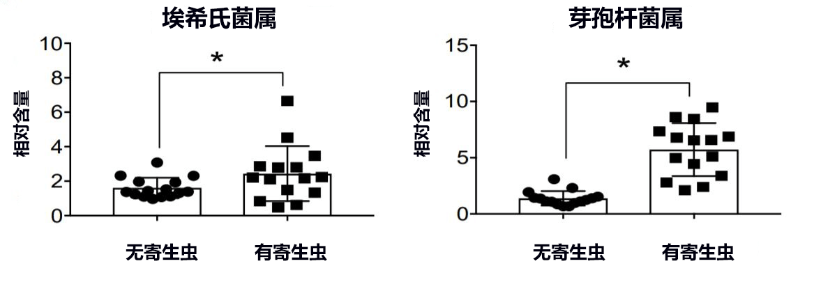 全球首次科學證明寄生蟲有減肥效果