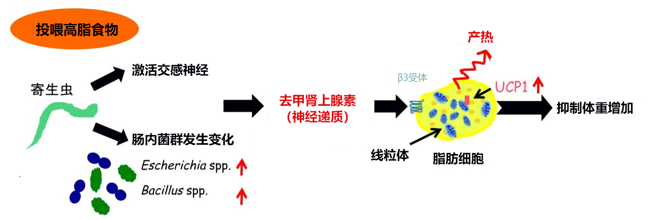 全球首次科學證明寄生蟲有減肥效果