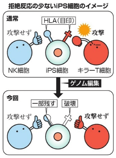 日本iPS細胞研究報告(廿八)京大篇：排斥反應規避技術