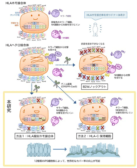 日本iPS細胞研究報告(廿八)京大篇：排斥反應規避技術