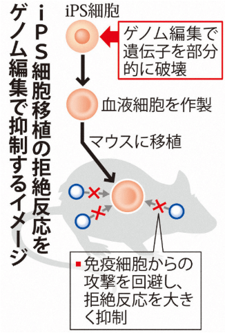 日本iPS細胞研究報告(廿八)京大篇：排斥反應規避技術