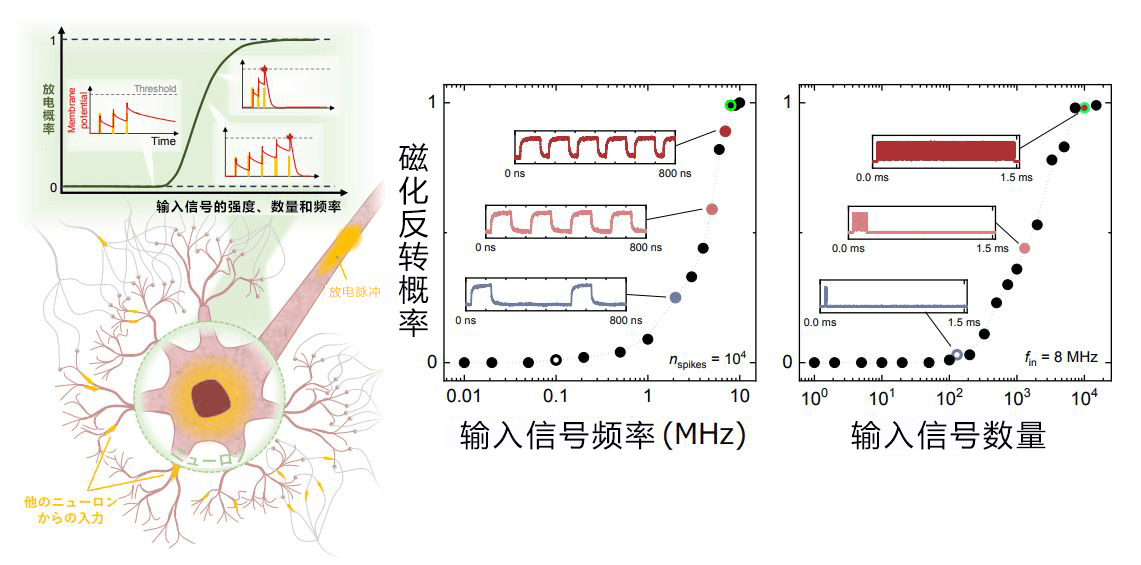 日本東北大學開發出再現神經元和突觸動作的自旋電子元件，可自由變化