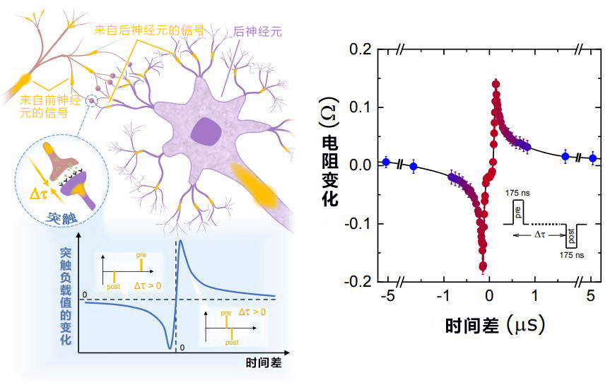 日本東北大學開發出再現神經元和突觸動作的自旋電子元件，可自由變化