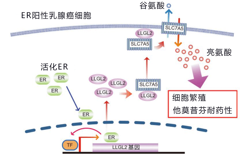 日美共同發現誘導乳房癌細胞繁殖和導致藥物失效的關鍵蛋白質