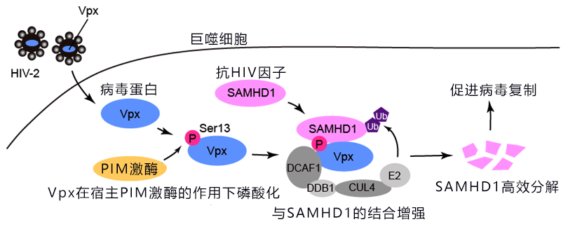 抗HIV的一大發現！日本多所大學聯合查明愛滋病毒逃脫人體防禦系統攻擊的機制