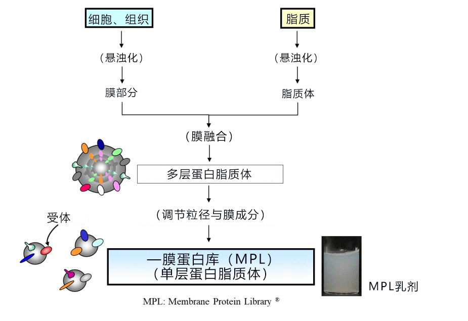 日本東北大學與Protosera成功確定抑制巴金森氏症惡化的候選分子