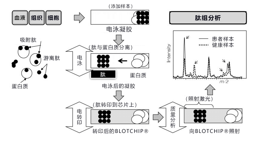 日本東北大學與Protosera成功確定抑制巴金森氏症惡化的候選分子