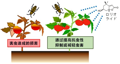 利用天然物質提高番茄等植物的防害蟲能力