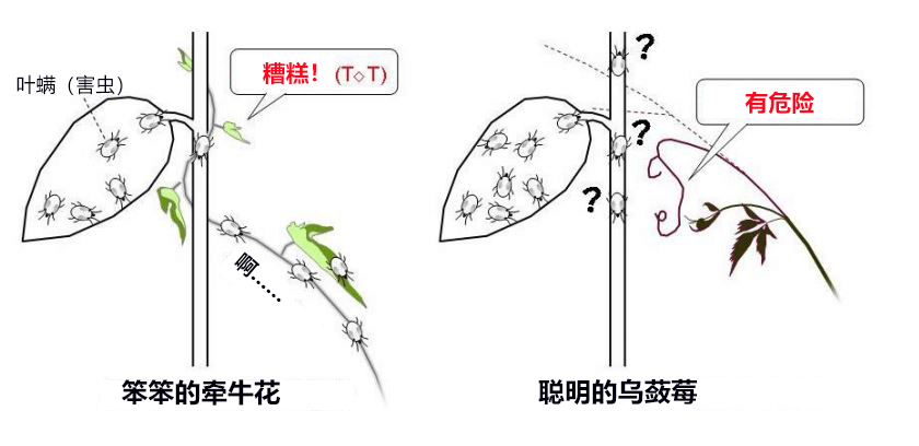 聰明的烏蘞莓能主動避開葉蟎