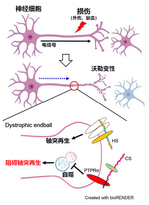 名古屋大學與臺灣研究機構合作查明阻礙神經軸突再生的分子機制