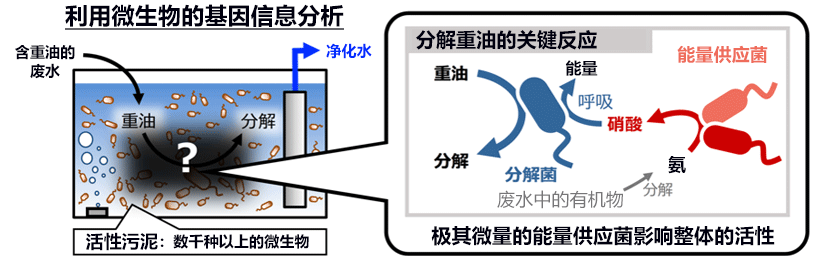 日本產綜研發現，活性污泥中的硝化菌會影響水處理性能