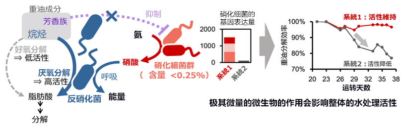 日本產綜研發現，活性污泥中的硝化菌會影響水處理性能