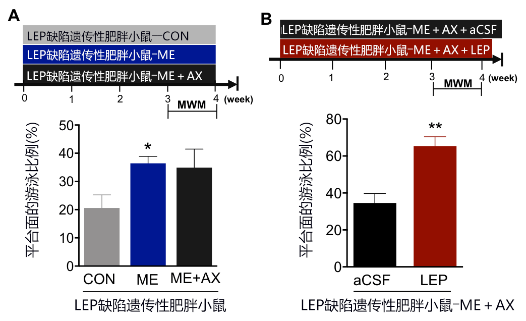 日美聯合發現攝取蝦青素+輕度運動可強化海馬體記憶能力