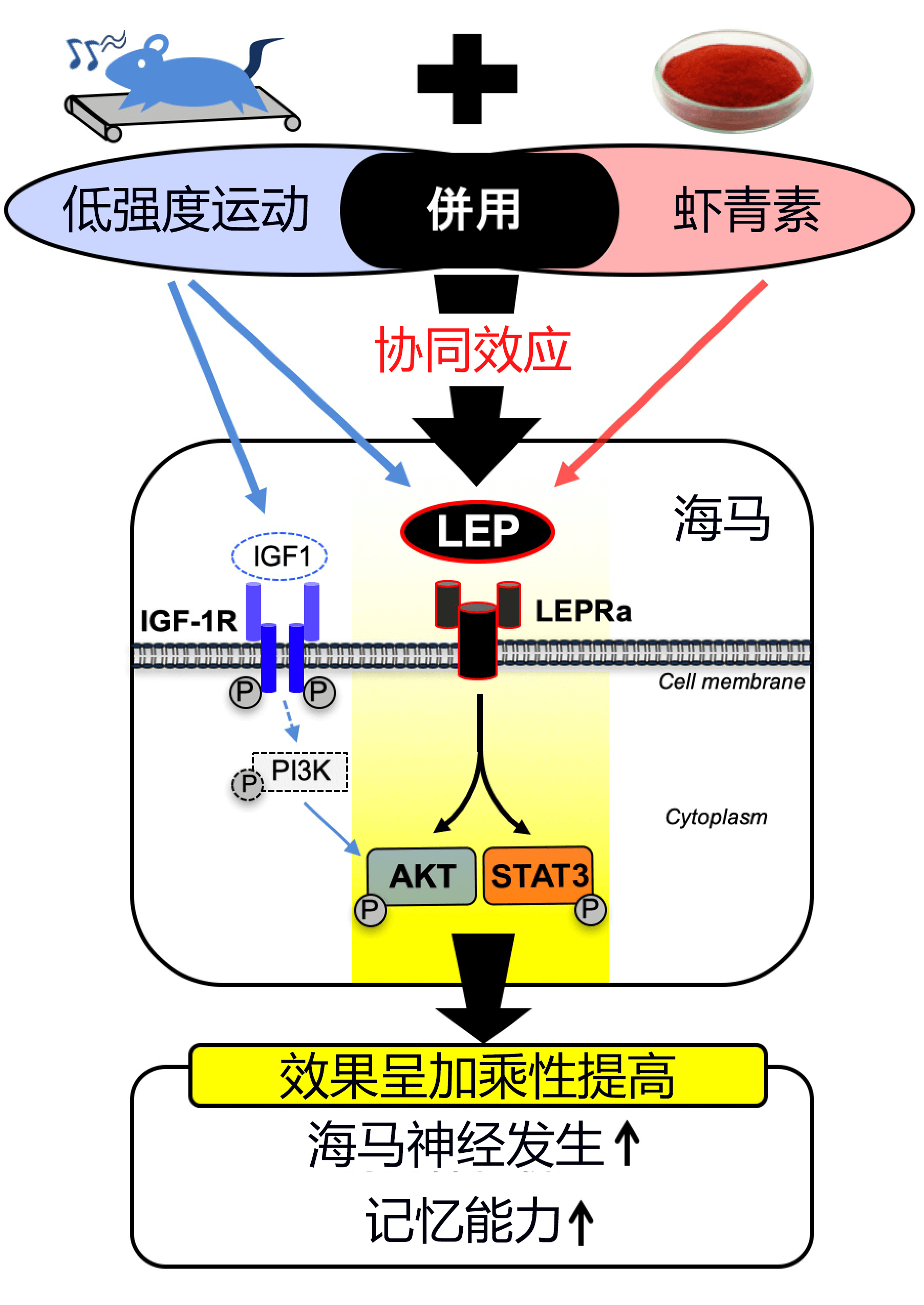 日美聯合發現攝取蝦青素+輕度運動可強化海馬體記憶能力