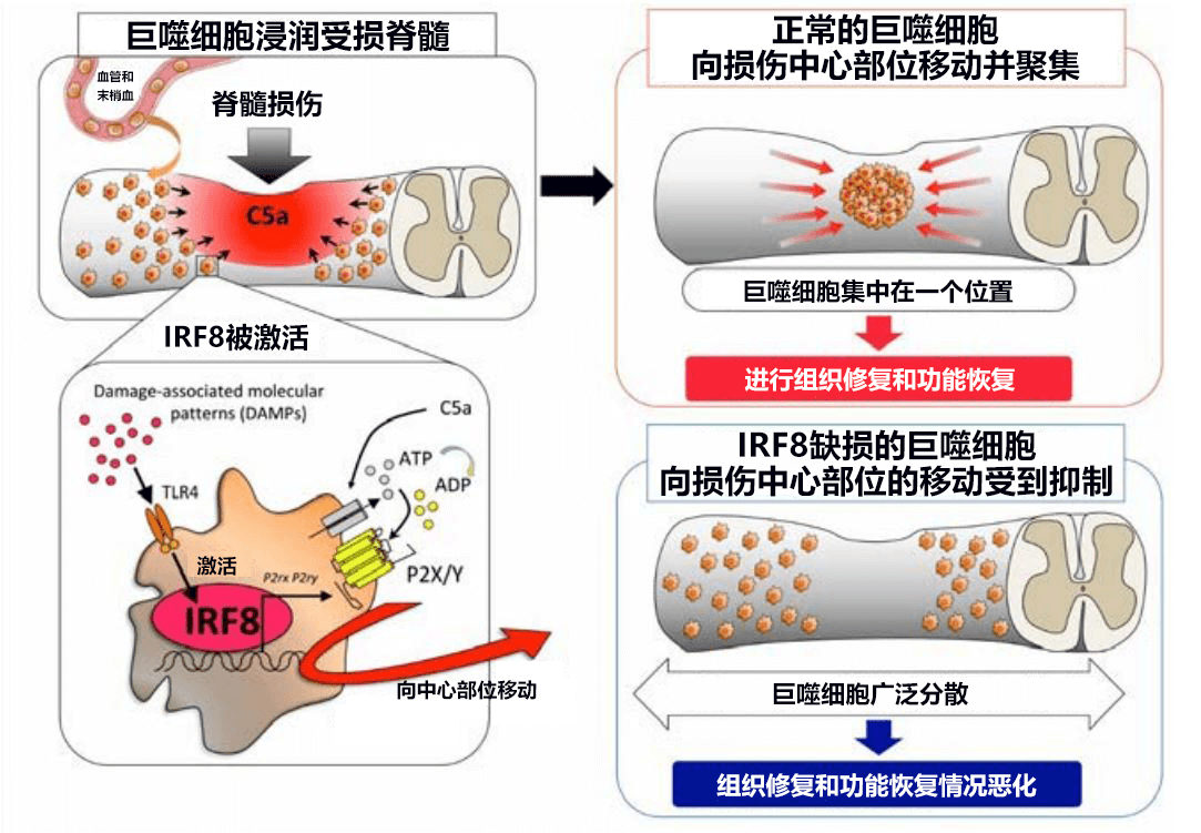 九州大學等明確中樞神經如何自我開墾