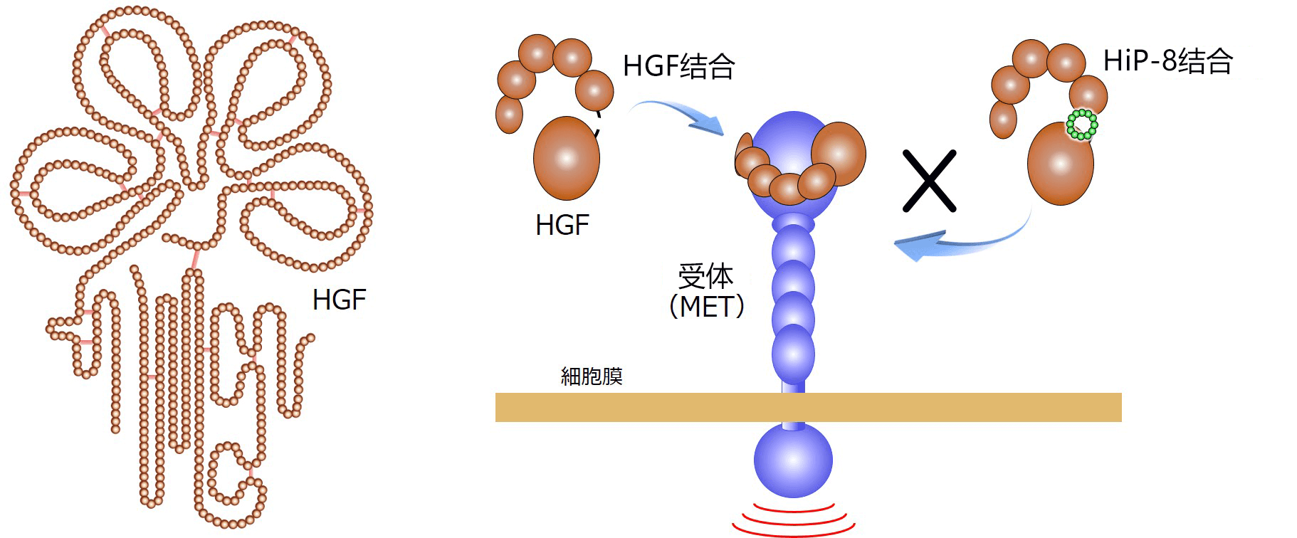 日本發現有助於診斷和冶癒癌症的環肽