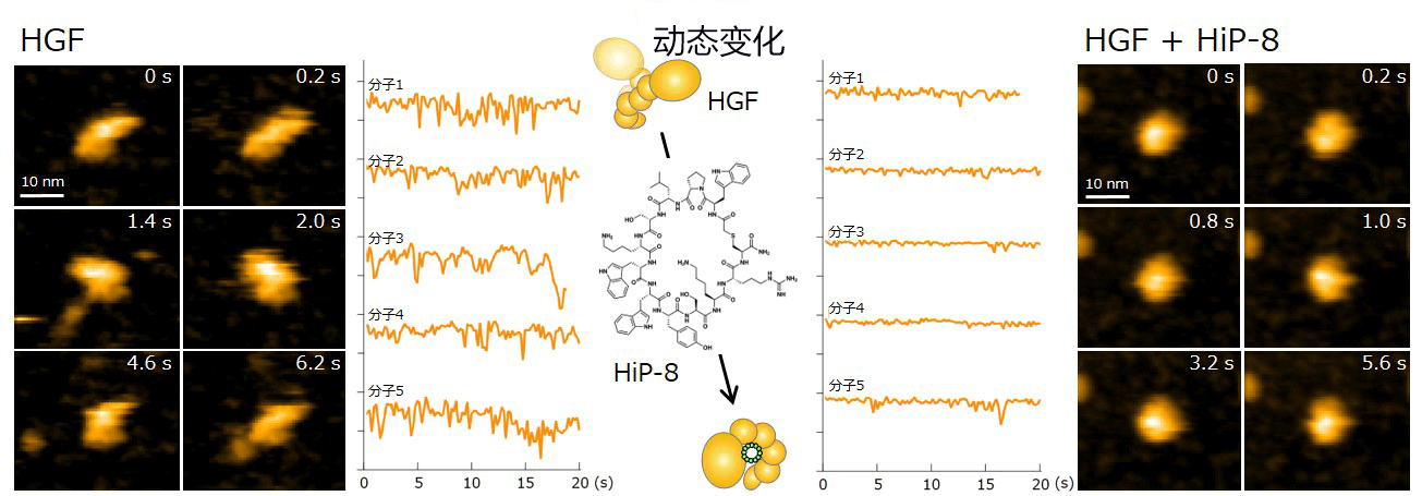 日本發現有助於診斷和冶癒癌症的環肽