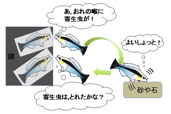 魚兒也會照鏡子，擁有「鏡像自我認知」能力