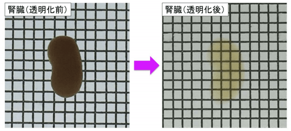 東大醫學部實施腎臟透明化，在器官原始形態下實施螢光成像