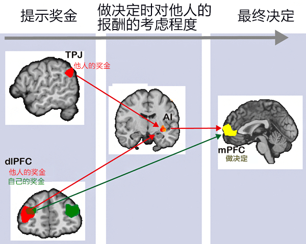 日本發現做決定時考慮他人利益的大腦迴路