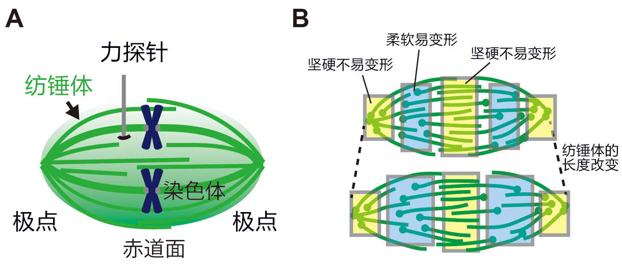 人類紡錘體具有堅硬與柔軟部位