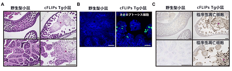 日本開發出新小鼠模式，有望查明新生兒壞死性腸炎病因