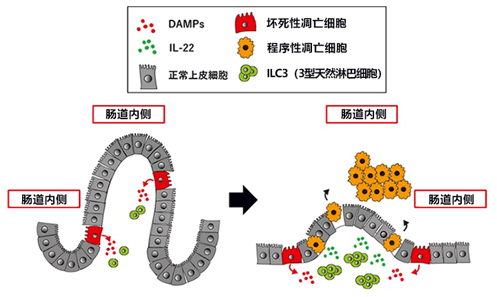 日本開發出新小鼠模式，有望查明新生兒壞死性腸炎病因