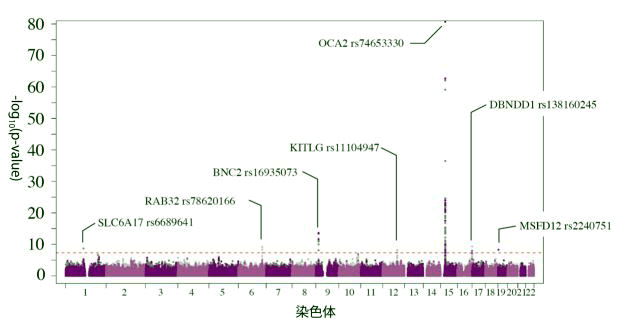 皮膚是否容易曬黑由基因決定